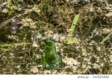 Green Water Frog in Its Natural Habitat. 142684860