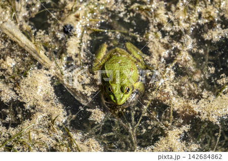 Green Water Frog in Its Natural Habitat. 142684862