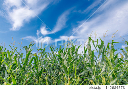 夏の青空と太陽の光が差し込むトウモロコシ畑の風景 夏の青空と太陽の光が差し込むトウモロコシ畑の風景 142684878
