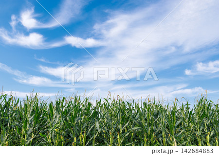 夏の青空と太陽の光が差し込むトウモロコシ畑の風景 夏の青空と太陽の光が差し込むトウモロコシ畑の風景 142684883
