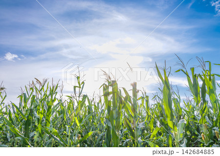 夏の青空と太陽の光が差し込むトウモロコシ畑の風景 夏の青空と太陽の光が差し込むトウモロコシ畑の風景 142684885