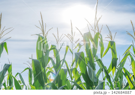 夏の青空と太陽の光が差し込むトウモロコシ畑の風景 夏の青空と太陽の光が差し込むトウモロコシ畑の風景 142684887