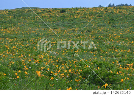 霧ヶ峰高原に咲くニッコウキスゲの花 142685140