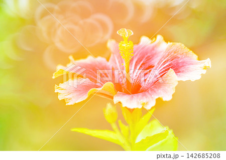 家の周りの草花 四季の色々 色鮮やかな南国の花ハイビスカスが植物園の温室を彩っています 家の周りの草花 四季の色々 色鮮やかな南国の花ハイビスカスが植物園の温室を彩っています 142685208