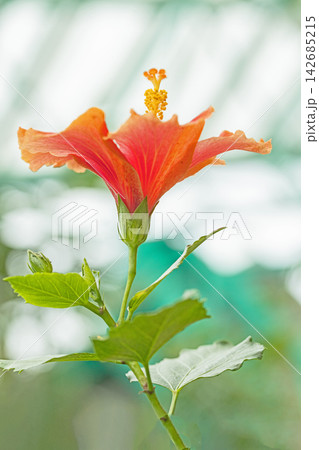 家の周りの草花 四季の色々 色鮮やかな南国の花ハイビスカスが植物園の温室を彩っています 家の周りの草花 四季の色々 色鮮やかな南国の花ハイビスカスが植物園の温室を彩っています 142685215