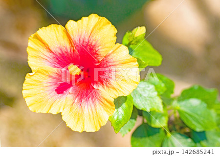 家の周りの草花　四季の色々　色鮮やかな南国の花ハイビスカスが植物園の温室を彩っています 142685241