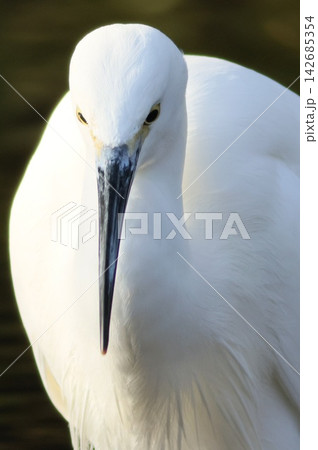 コサギ 鷺 水辺の野鳥 クローズアップ 黒背景 コサギ 鷺 水辺の野鳥 クローズアップ 黒背景 142685354