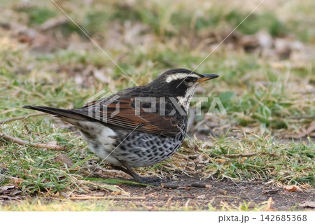 ツグミ　冬の野鳥　渡り鳥　地面で餌を探す 142685368
