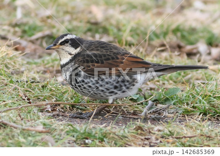ツグミ　冬の野鳥　渡り鳥　地面で餌を探す 142685369