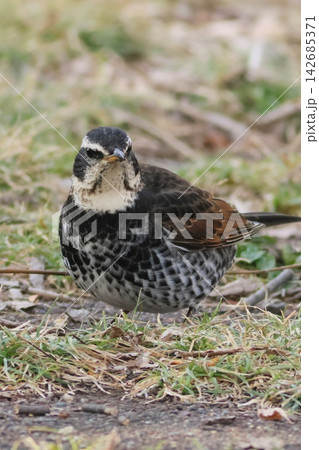 ツグミ 冬の野鳥 渡り鳥 地面で餌を探す ツグミ 冬の野鳥 渡り鳥 地面で餌を探す 142685371