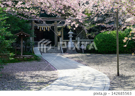 熊野神社の桜　春の風景 142685563