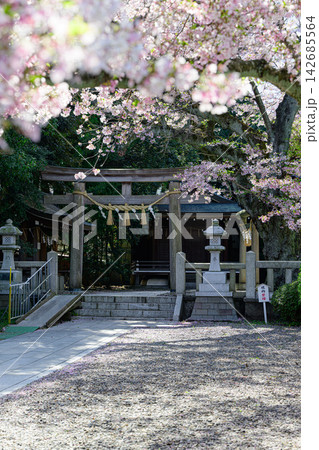熊野神社の桜 春の風景 熊野神社の桜 春の風景 142685564