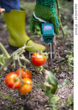 Gardening Soil Meter Testing Tomato Plant in Organic Vegetable Garden Gardening Soil Meter Testing Tomato Plant in Organic Vegetable Garden 142685990