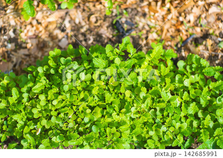 Green Seedlings Growing in Sunlit Garden Soil Green Seedlings Growing in Sunlit Garden Soil 142685991