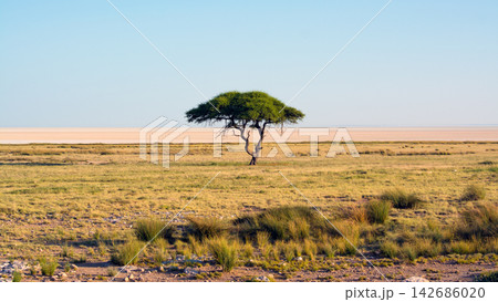 Acacia Tree in Arid Savanna Grassland Landscape 142686020