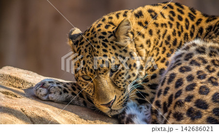 Leopard Resting on Rock in Close-Up Wildlife Portrait Leopard Resting on Rock in Close-Up Wildlife Portrait 142686021