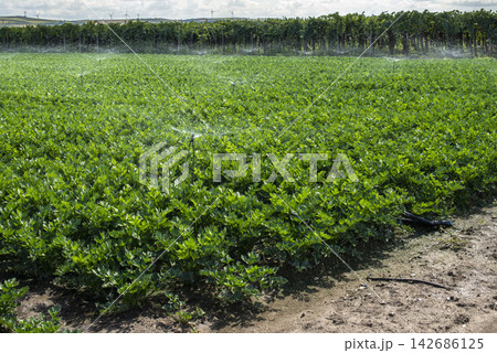 Irrigated Green Crop Field with Vineyard and Wind Turbines Irrigated Green Crop Field with Vineyard and Wind Turbines 142686125