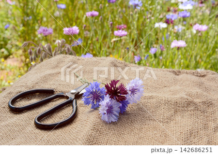 Wildflower Bouquet with Garden Scissors on Burlap in Summer Meadow 142686251