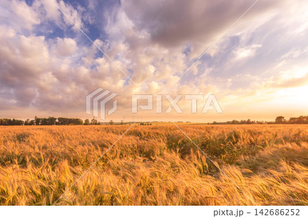 Wheat Field at Golden Sunset with Dramatic Cloudy Sky Wheat Field at Golden Sunset with Dramatic Cloudy Sky 142686252