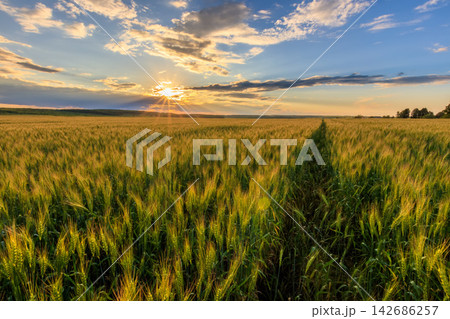 Wheat Field Sunset Over Rural Farmland Landscape 142686257