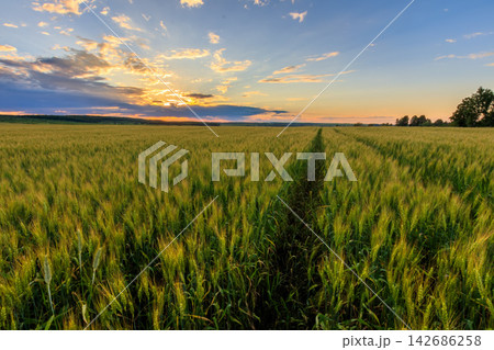 Wheat Field at Sunset with Golden Sky and Rural Landscape Wheat Field at Sunset with Golden Sky and Rural Landscape 142686258