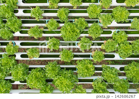 Hydroponic Lettuce Farm with Fresh Green Leafy Vegetables 142686267