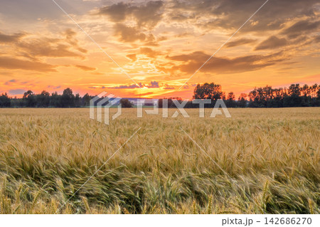 Wheat Field Sunset Landscape with Dramatic Golden Sky Wheat Field Sunset Landscape with Dramatic Golden Sky 142686270