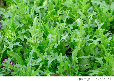 Fresh Arugula Leaves Growing in Green Organic Garden 142686271