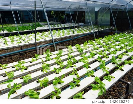 Hydroponic Lettuce Growing in Greenhouse Farming System Hydroponic Lettuce Growing in Greenhouse Farming System 142686273