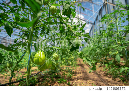 Green Tomatoes Growing on Vines in Sunlit Greenhouse 142686371