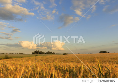 Golden Wheat Field Under Blue Sky with Summer Clouds 142686405