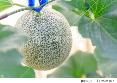 Cantaloupe Melon Growing on Vine in Greenhouse Garden Cantaloupe Melon Growing on Vine in Greenhouse Garden 142686407