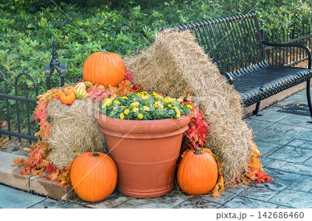 Autumn Pumpkin Display with Hay Bales and Flowers in Park Autumn Pumpkin Display with Hay Bales and Flowers in Park 142686460