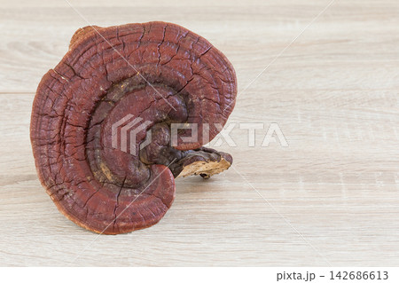 Reishi Mushroom on Light Wood Background, Natural Herbal Ingredient Reishi Mushroom on Light Wood Background, Natural Herbal Ingredient 142686613