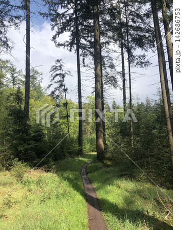 Forest Trail Through Tall Evergreen Trees in Sunlight Forest Trail Through Tall Evergreen Trees in Sunlight 142686753