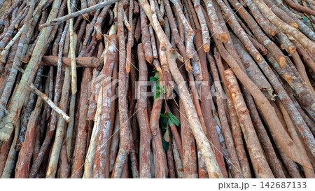 Scattered Stack of Raw Wood Logs with Leaves 142687133