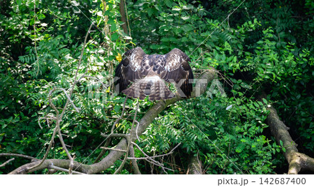 Eagle flying into dense forest foliage Eagle flying into dense forest foliage 142687400