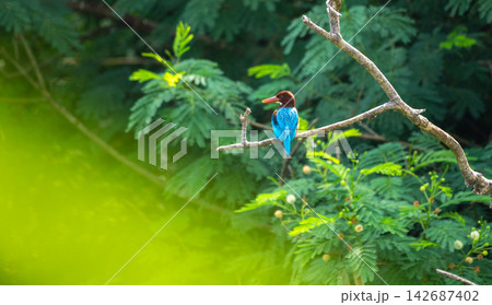White-throated kingfisher perched on a tree branch White-throated kingfisher perched on a tree branch 142687402