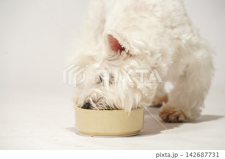 白背景のスタジオで器のおやつを食べるウェスティ 白背景のスタジオで器のおやつを食べるウェスティ 142687731
