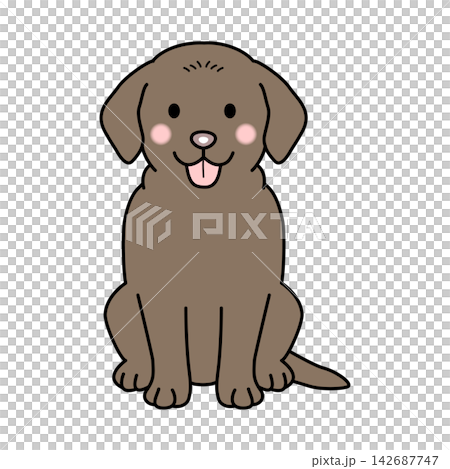 Vector illustration of a brown Labrador Retriever (full body) 142687747