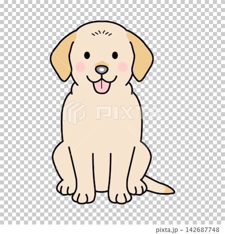 Vector illustration of a Labrador Retriever (full body) 142687748