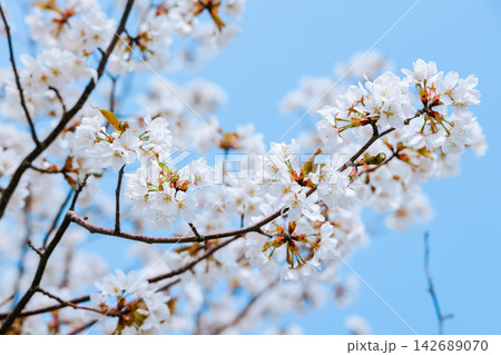 White cherry blossom tree branches blooming against clear blue sky 142689070