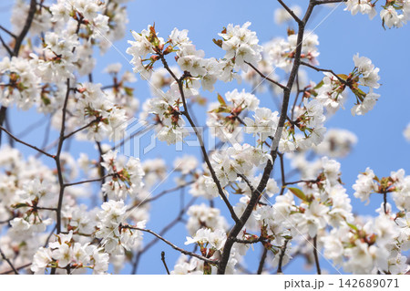 White cherry blossom tree branches blooming against clear blue sky White cherry blossom tree branches blooming against clear blue sky 142689071