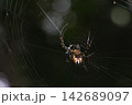 Close up Macro The Golden Orb-weaver Spider on web 142689097