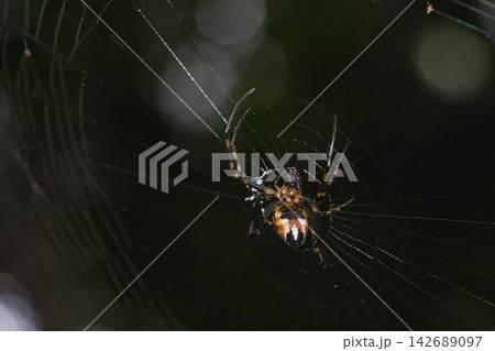 Close up Macro The Golden Orb-weaver Spider on web 142689097