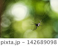 Close up Macro The Golden Orb-weaver Spider on web 142689098