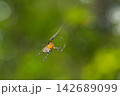 Close up Macro The Golden Orb-weaver Spider on web 142689099