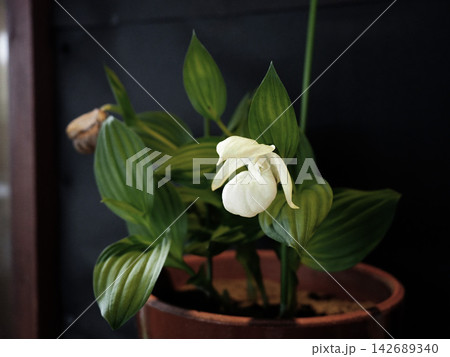鉢植えのレブンアツモリソウの花 142689340