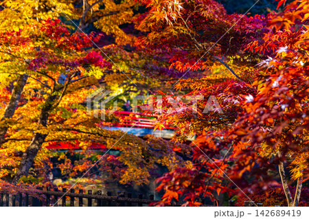 青森県 紅葉に彩られた中野もみじ山の秋景色 青森県 紅葉に彩られた中野もみじ山の秋景色 142689419
