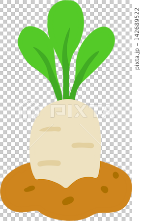 White Radish in Soil White Radish in Soil 142689522